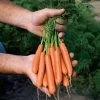Mini Adelaide Hybrid Carrot Seeds -Botanical Bliss 52406 PK P1