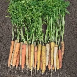Rainbow Hybrid Carrot Seeds