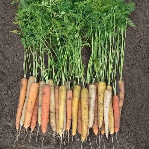 Rainbow Hybrid Carrot Seeds 3 Rainbow Hybrid Carrot Seeds