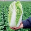 Emiko Hybrid Organic Chinese Cabbage Seeds (P) Pkt Of 20 Seeds -Botanical Bliss 52408 pk p1