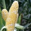 American Dream Hybrid Sweet Corn Seeds -Botanical Bliss 52411 pk p1