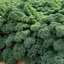 Darkibor Kale Seeds (P) Pkt Of 50 Seeds