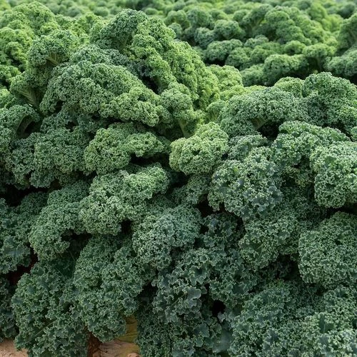 Darkibor Kale Seeds (P) Pkt Of 50 Seeds 3 Darkibor Kale Seeds (P) Pkt Of 50 Seeds