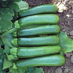 Green Machine F1 Organic Zucchini Seeds