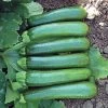 Green Machine F1 Organic Zucchini Seeds (P) Pkt Of 10 Seeds -Botanical Bliss 52416 PK P1