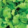 Black Seeded Simpson Organic Lettuce Seeds -Botanical Bliss 52418 pk p1