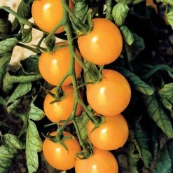 Sweet Gold F1 Cherry Tomato Seeds