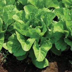 Super Jericho Lettuce Seeds (P) Pkt Of 200 Seeds