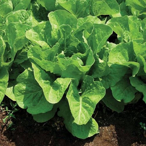 Super Jericho Lettuce Seeds (P) Pkt Of 200 Seeds 3 Super Jericho Lettuce Seeds (P) Pkt Of 200 Seeds