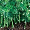 Snak Hero Snap Pea Seeds 1 Snak Hero Snap Pea Seeds -Botanical Bliss 52442 PK P1