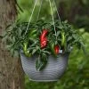 Pot-a-Peño Pepper Seeds -Botanical Bliss 52445