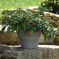 Pot-a-Peño Pepper Seeds -Botanical Bliss 52445 1