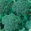 Waltham 29 Heirloom Broccoli Seeds 2 Waltham 29 Heirloom Broccoli Seeds -Botanical Bliss 52447 PK P1