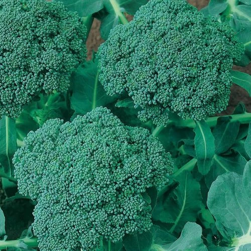 Waltham 29 Heirloom Broccoli Seeds 3 Waltham 29 Heirloom Broccoli Seeds