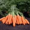 Berlin Hybrid Carrot Seeds -Botanical Bliss 52448 PK P1