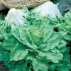 Batavian Full Heart Endive & Chicory Mix Seeds -Botanical Bliss 52449 PK P1