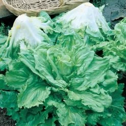 Batavian Full Heart Endive & Chicory Mix Seeds