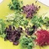Old Mexico Mix Salad/Microgreens Seeds 2 Old Mexico Mix Salad/Microgreens Seeds -Botanical Bliss 52450 PK P1