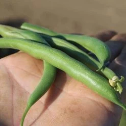 Park's Whopper Bush Bean Seeds 7 Park's Whopper Bush Bean Seeds -Botanical Bliss 52451 PK P1 2