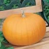Connecticut Field OP Pumpkin Seeds -Botanical Bliss 52453 PK P1