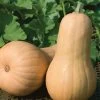 Big Chief F1 Butternut Squash Seeds 1 Big Chief F1 Butternut Squash Seeds -Botanical Bliss 52454 PK P1