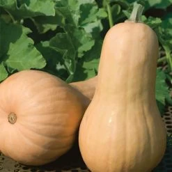 Big Chief F1 Butternut Squash Seeds