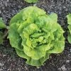 Tom Thumb Butterhead Lettuce Seeds -Botanical Bliss 52456 PK P1