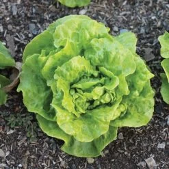 Tom Thumb Butterhead Lettuce Seeds