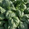 Space F1 Organic Spinach Seeds 2 Space F1 Organic Spinach Seeds -Botanical Bliss 52457 PK P1