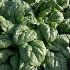 Space F1 Organic Spinach Seeds