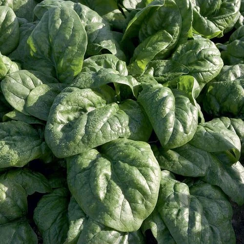 Space F1 Organic Spinach Seeds 3 Space F1 Organic Spinach Seeds