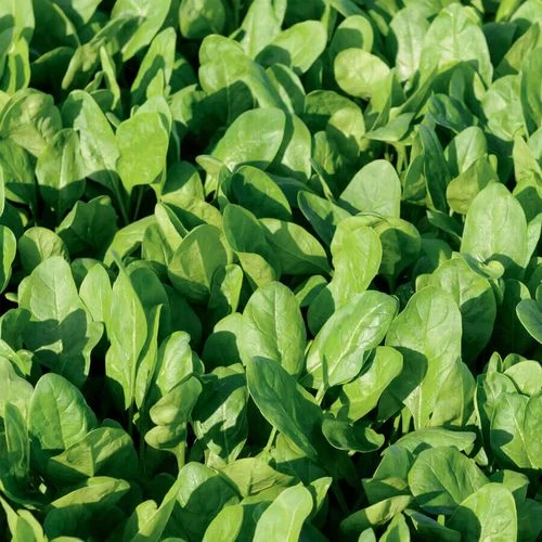 Space F1 Organic Spinach Seeds 4 Space F1 Organic Spinach Seeds - Image 2