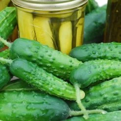 Early Fortune Cucumber Seeds