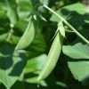 'Sugar Ann' Sugar Snap Pea Seeds