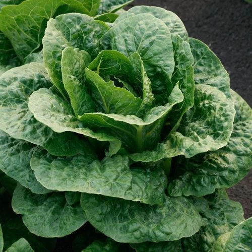 Teton Romaine Lettuce Seeds 3 Teton Romaine Lettuce Seeds