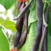 'Black Knight' Heirloom Runner Bean Seeds