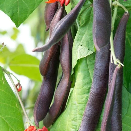 'Black Knight' Heirloom Runner Bean Seeds 3 'Black Knight' Heirloom Runner Bean Seeds