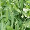'Champion Of England' Heirloom Pea Seeds -Botanical Bliss 52464 PK P1