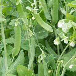 'Champion Of England' Heirloom Pea Seeds