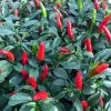 Quickfire Hot Pepper Seeds -Botanical Bliss 52465 PK P1