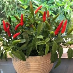 Quickfire Hot Pepper Seeds -Botanical Bliss 52465 PK P1 1
