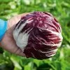 Vivaldi F1 Radicchio Seeds 1 Vivaldi F1 Radicchio Seeds -Botanical Bliss 52466 PK P1