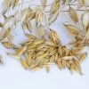 Common Organic Oats Cover Crop Seeds -Botanical Bliss 52468 PK M
