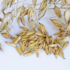 Common Organic Oats Cover Crop Seeds