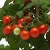 Kitchen Minis™ Siam Edible Potted Tomato Seeds -Botanical Bliss 52469 PK P1