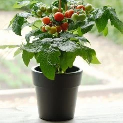 Kitchen Minis™ Siam Edible Potted Tomato Seeds -Botanical Bliss 52469 PK P1 1