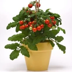 Kitchen Minis™ Siam Edible Potted Tomato Seeds -Botanical Bliss 52469 PK P1 2