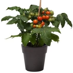Kitchen Minis™ Siam Edible Potted Tomato Seeds -Botanical Bliss 52469 PK P1 3