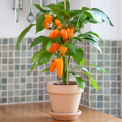 Kitchen Minis™ Fresh Bites Orange Edible Potted Pepper Seeds 4 Kitchen Minis™ Fresh Bites Orange Edible Potted Pepper Seeds - Image 2