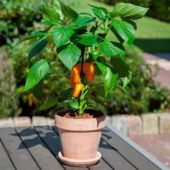 Kitchen Minis™ Fresh Bites Orange Edible Potted Pepper Seeds 8 Kitchen Minis™ Fresh Bites Orange Edible Potted Pepper Seeds -Botanical Bliss 52470 PK P1 2